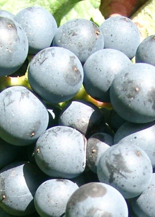 09040155 Sulmer Beeren 1